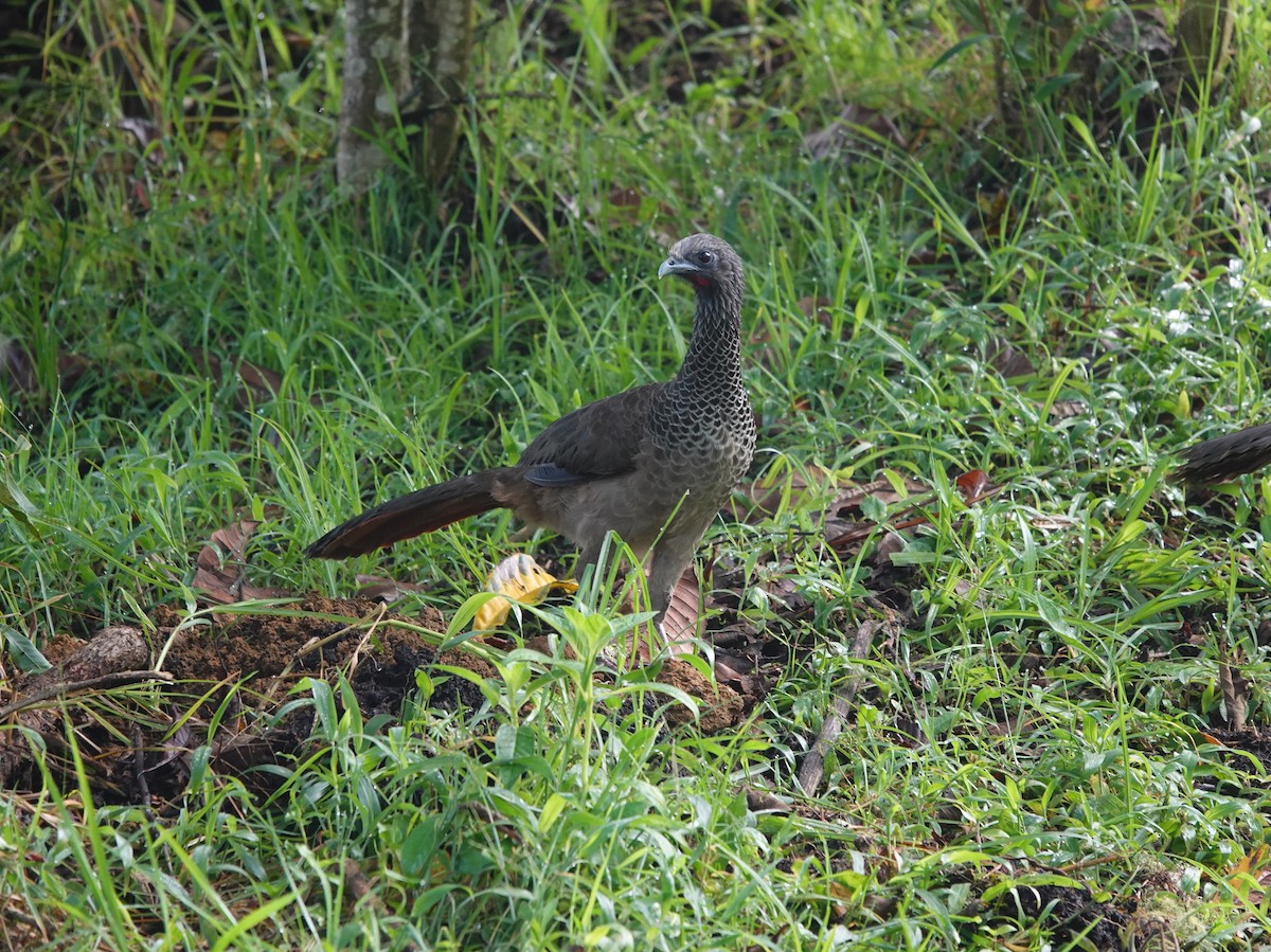 Colombian Chachalaca - ML622145997