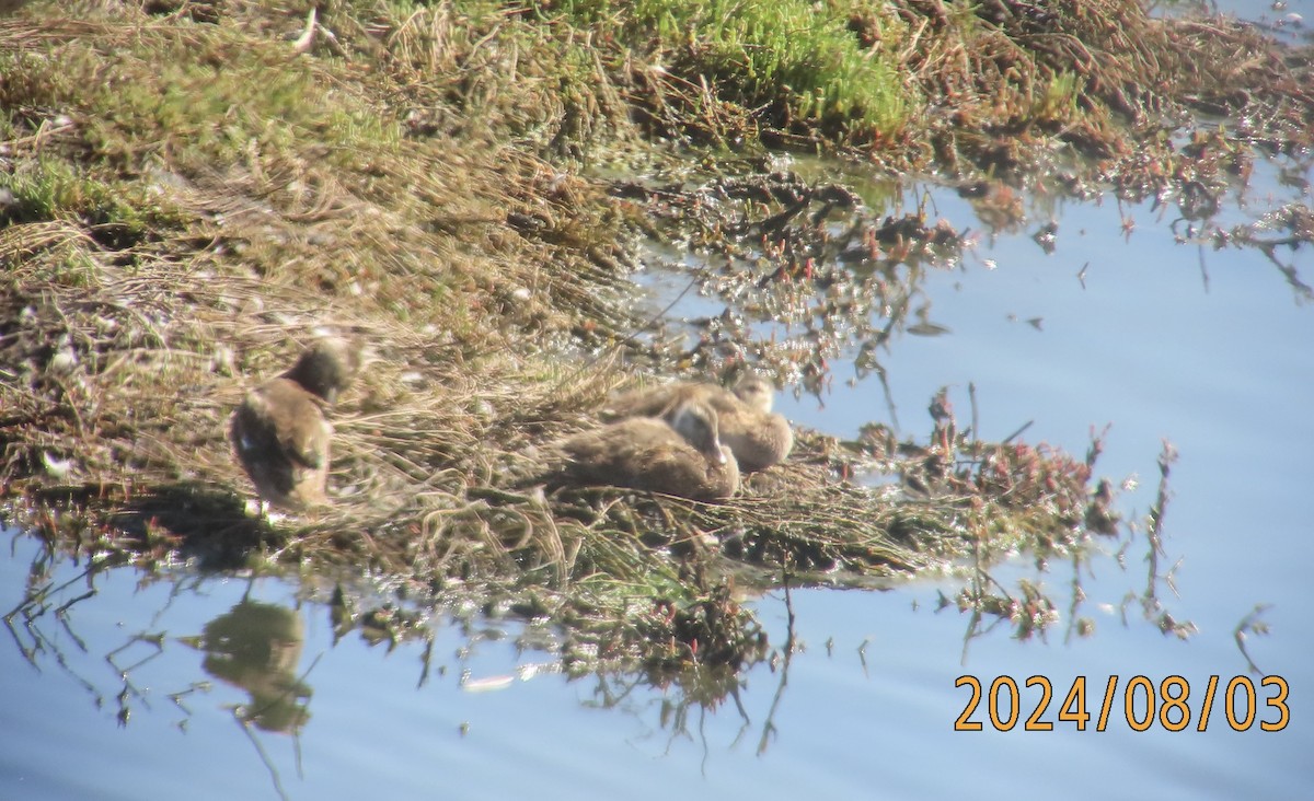 Cinnamon Teal - ML622145998