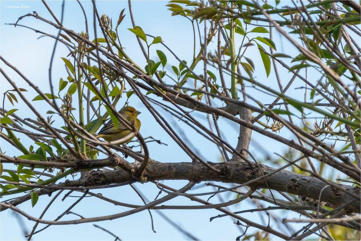 Saffron Finch - ML622146000