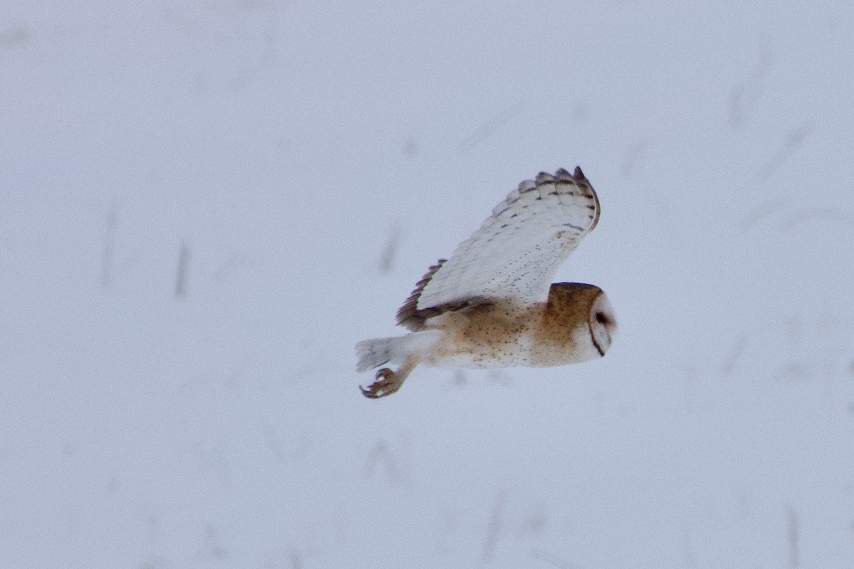 Barn Owl - ML622146006