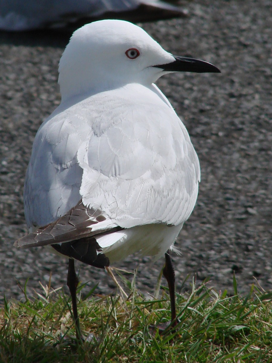 Black-billed Gull - ML622146060