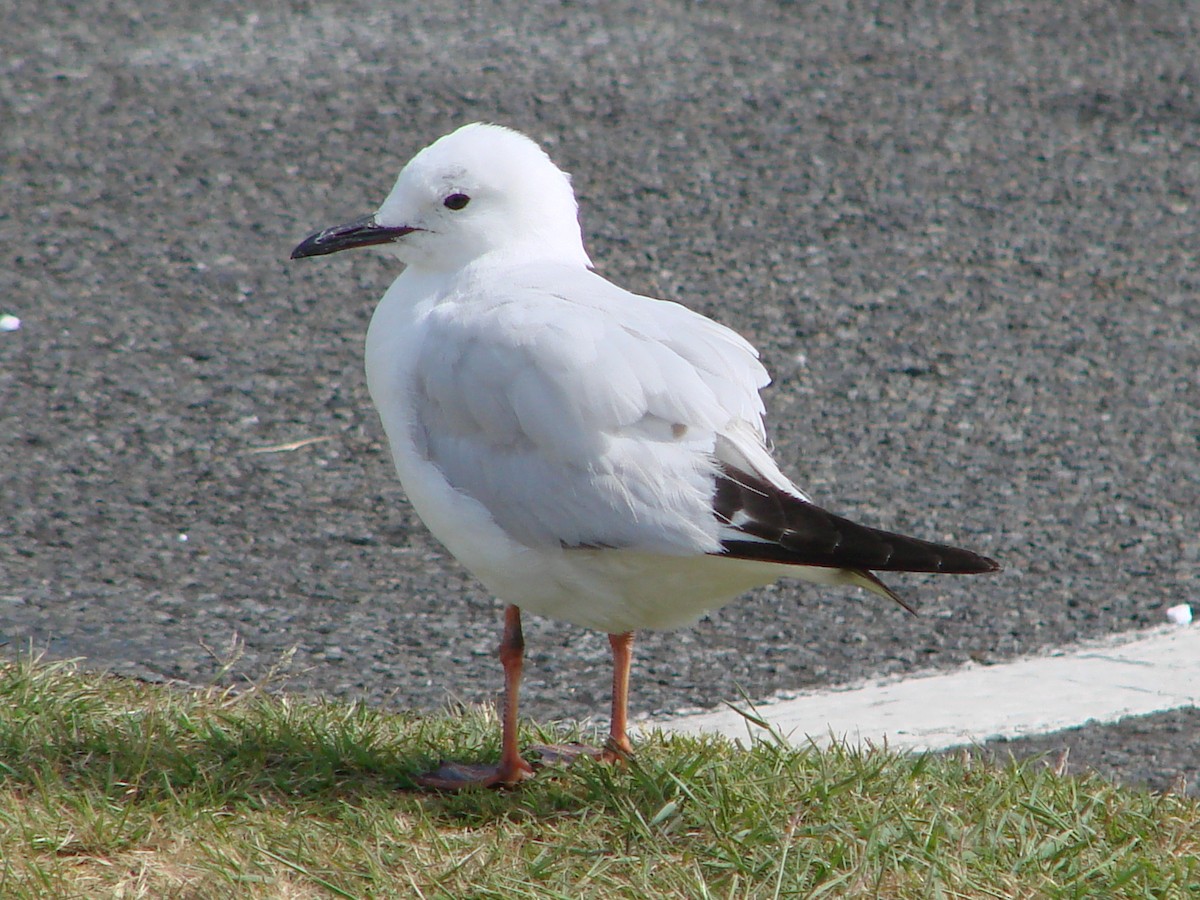 Black-billed Gull - ML622146061