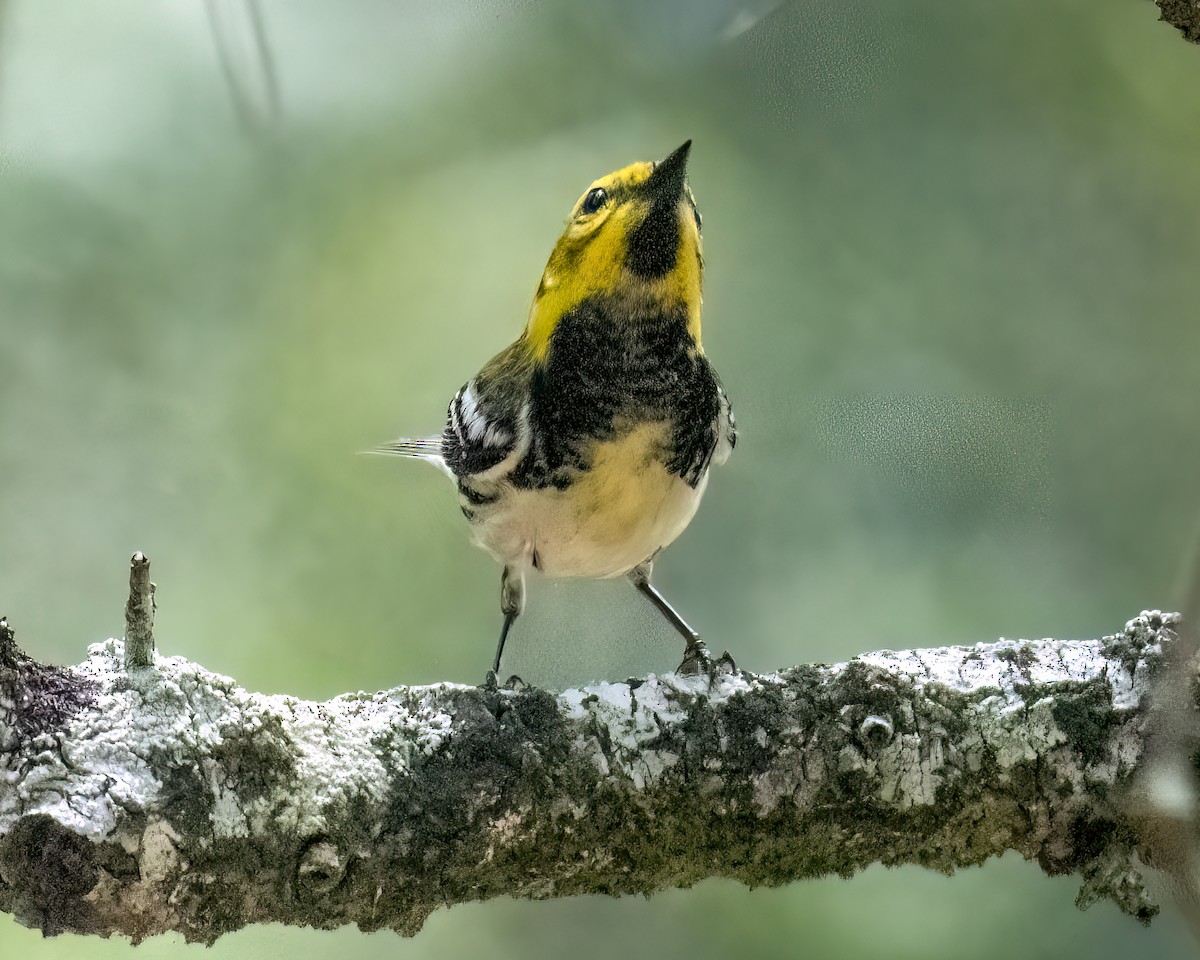 Black-throated Green Warbler - ML622146069