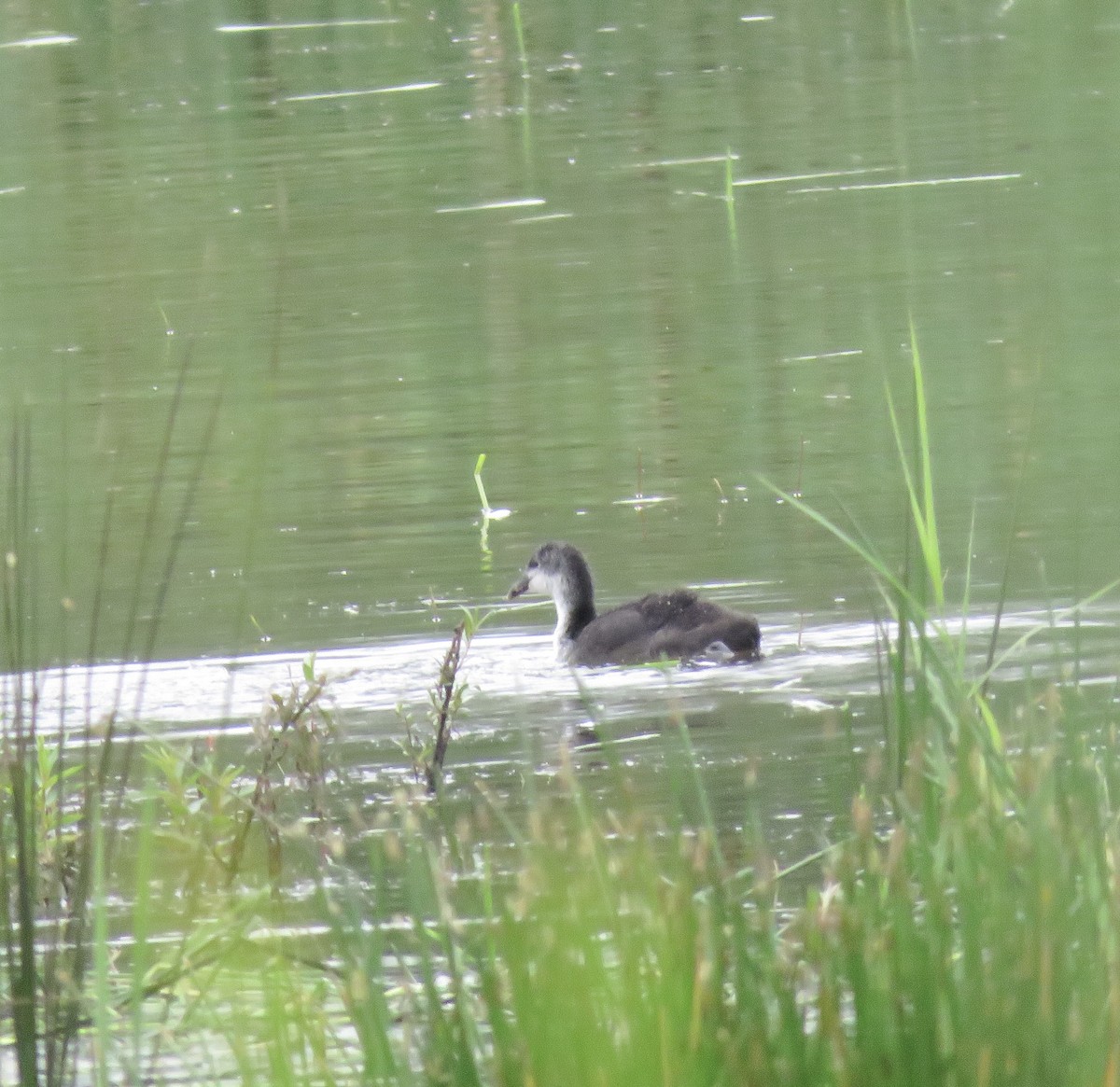 Eurasian Coot - ML622146092