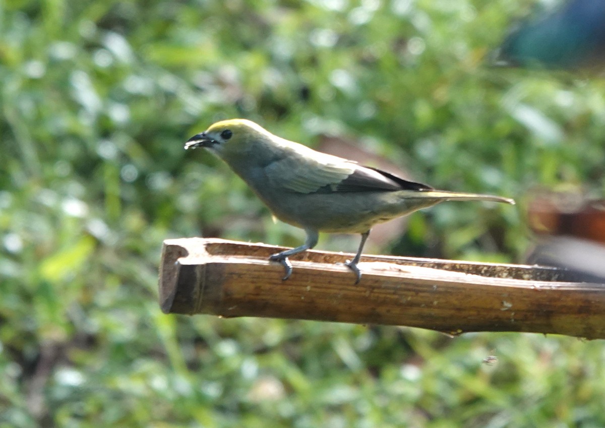 Palm Tanager - ML622146093