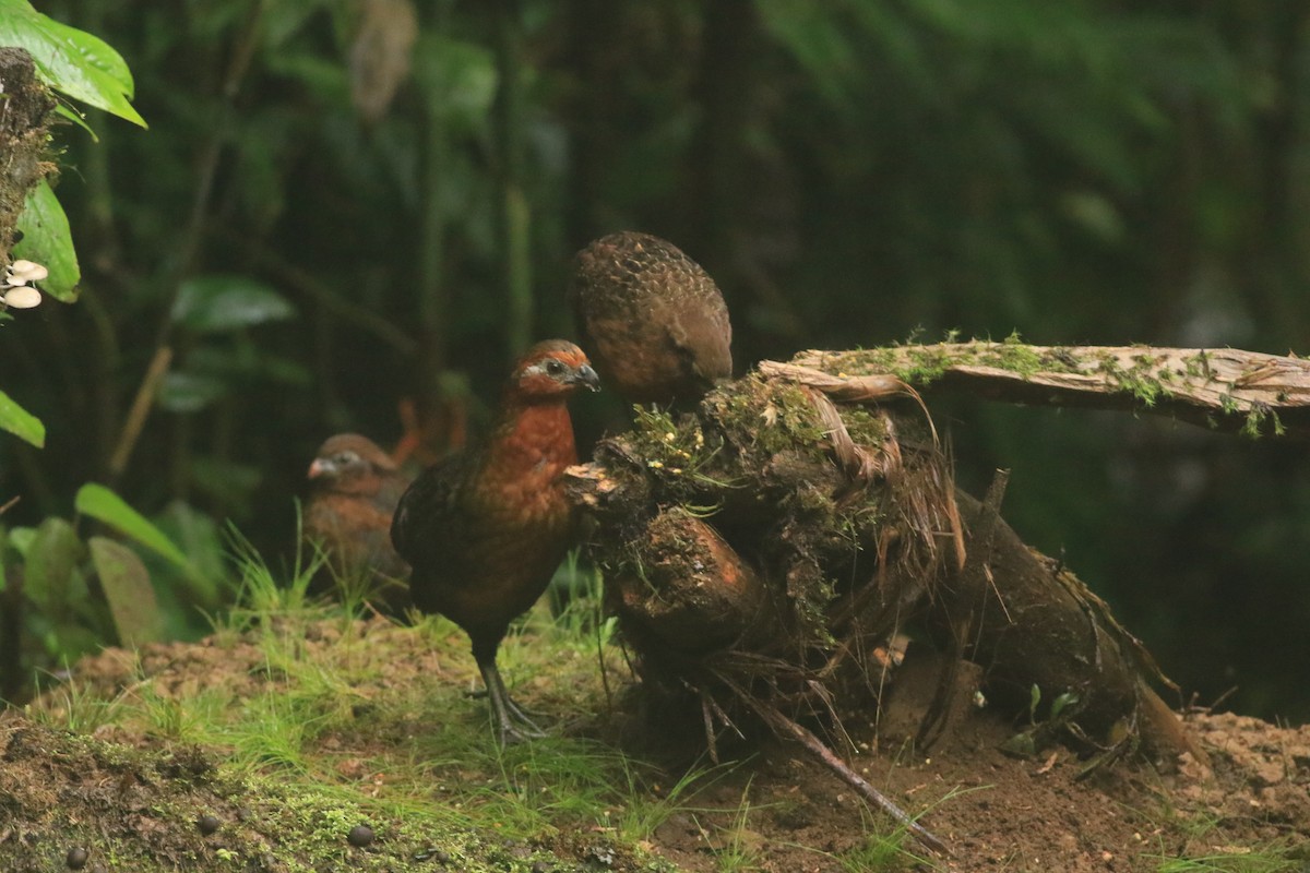 Chestnut Wood-Quail - ML622146095