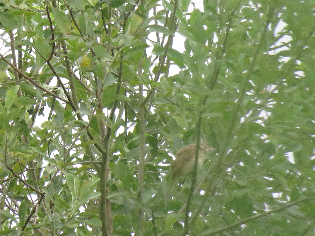 Great Reed Warbler - ML622146098