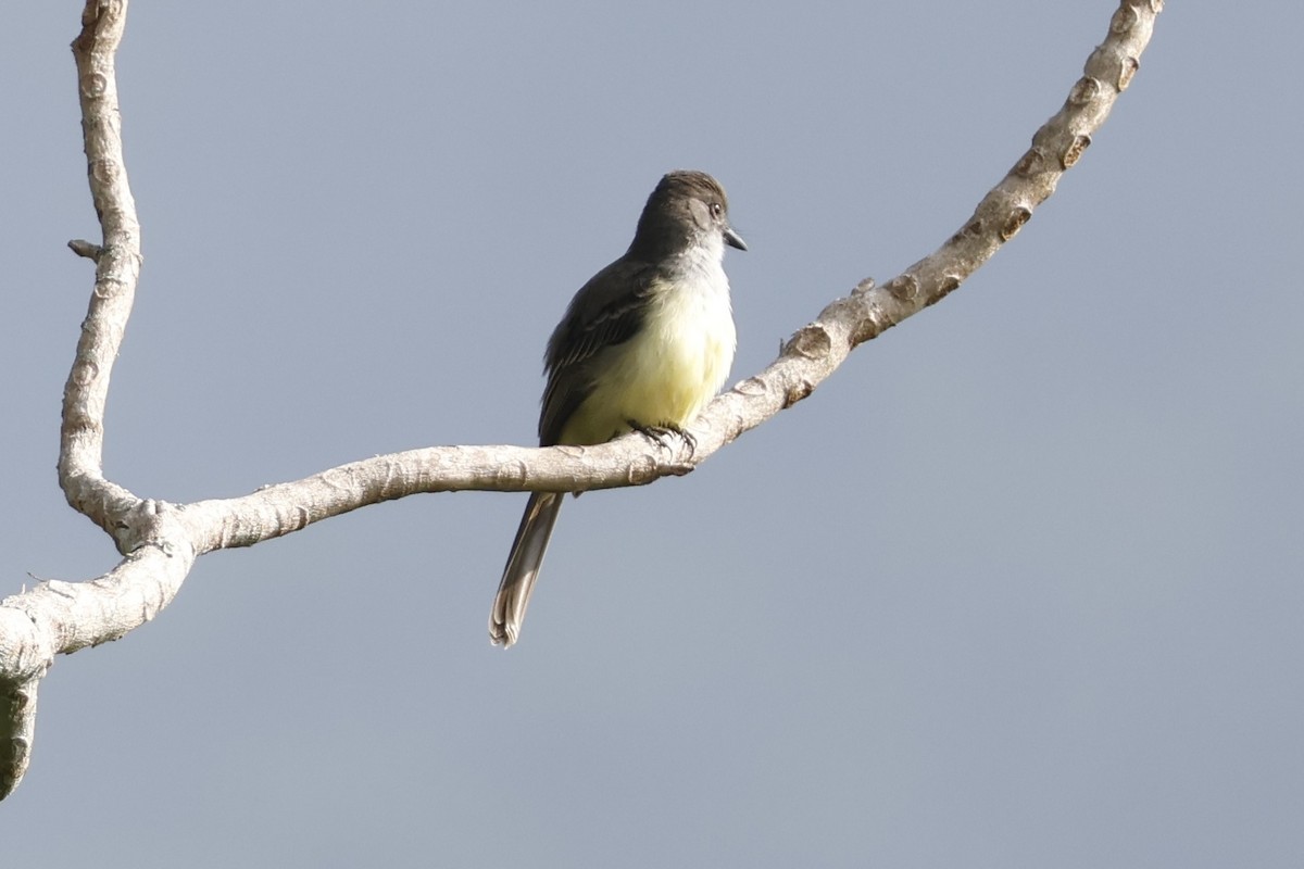 Short-crested Flycatcher - ML622146101