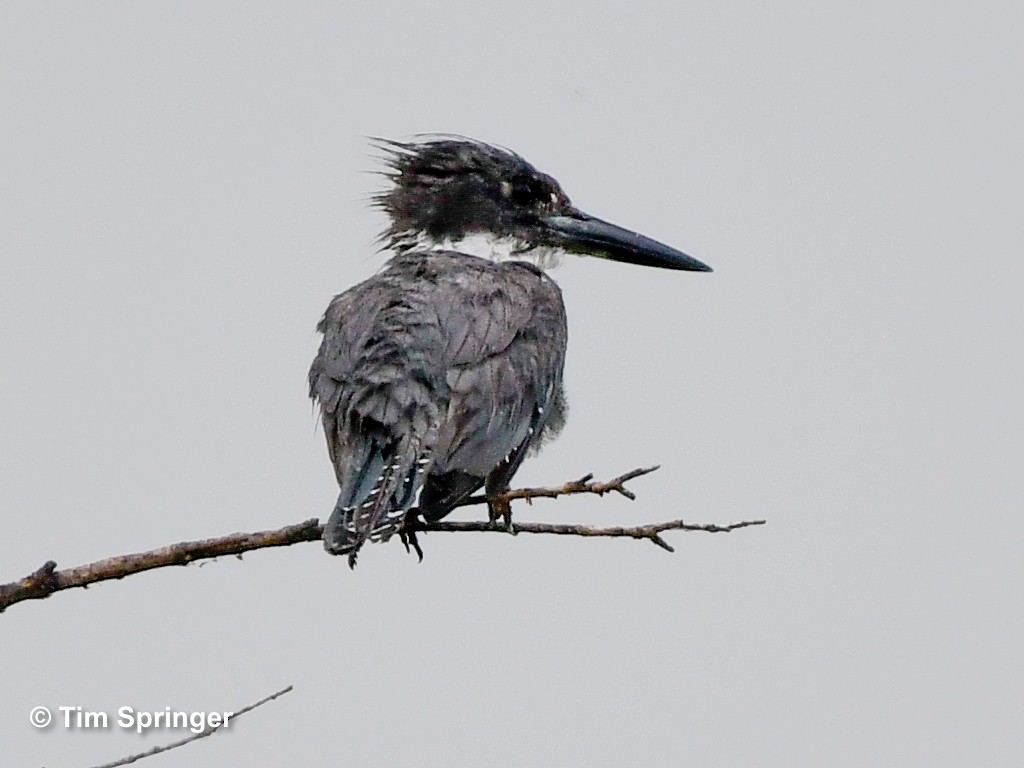 Belted Kingfisher - ML622146102
