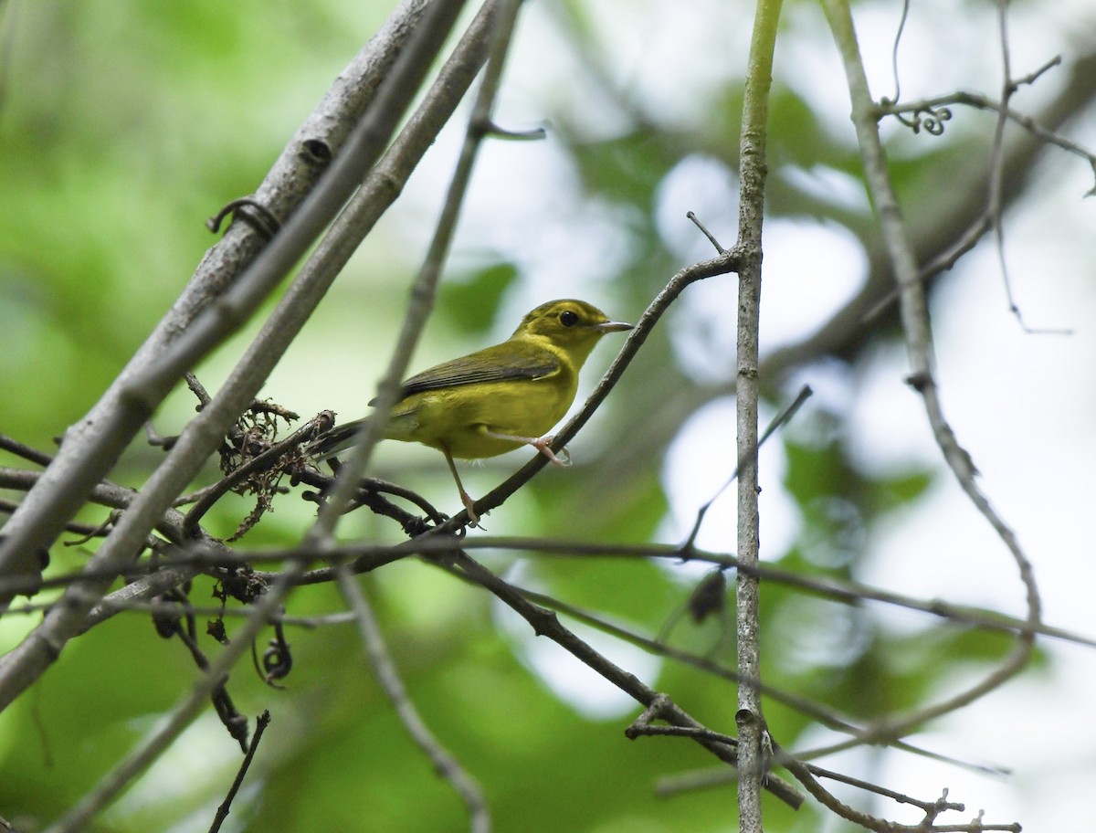 Hooded Warbler - ML622146103