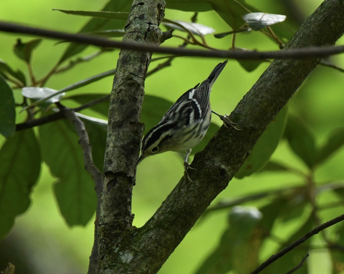 Black-and-white Warbler - ML622146105