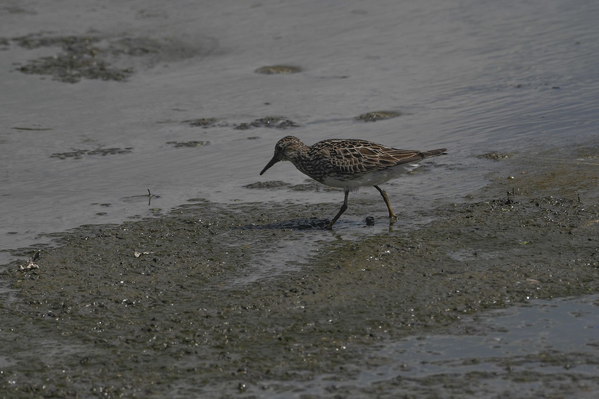 Pectoral Sandpiper - ML622146107