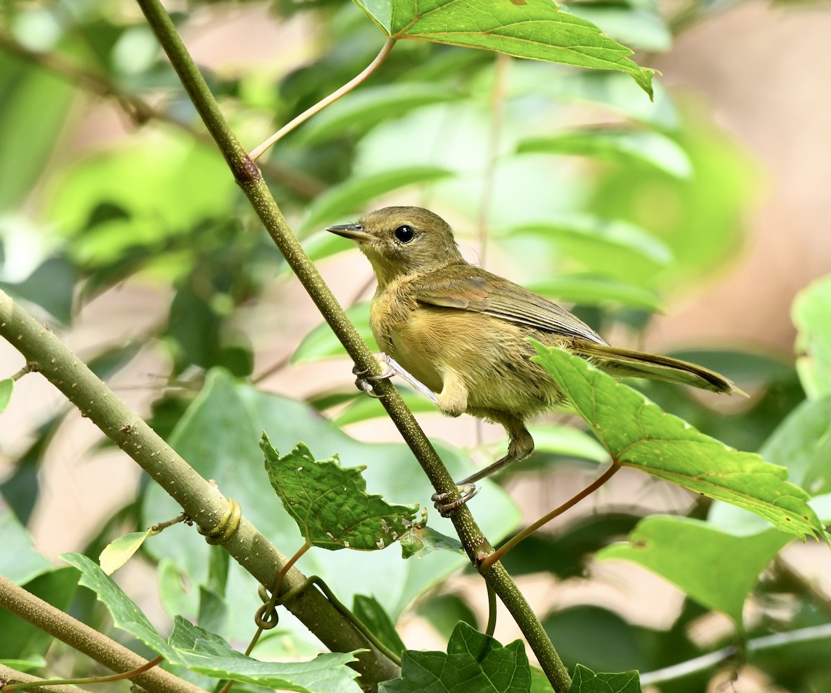 Common Yellowthroat - ML622146108