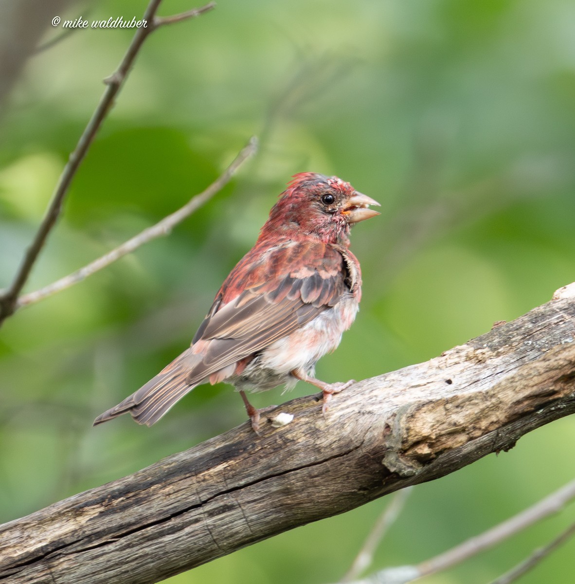 Purple Finch - ML622146109