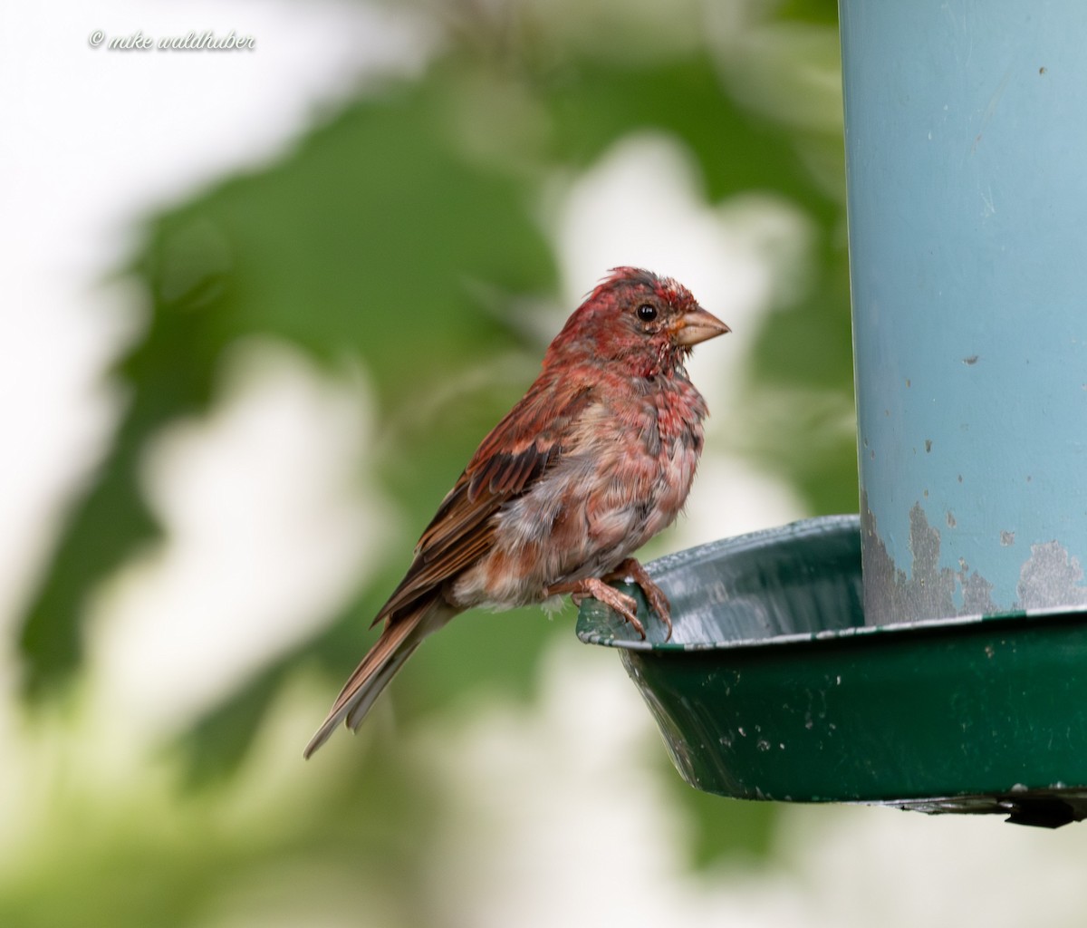 Purple Finch - ML622146110