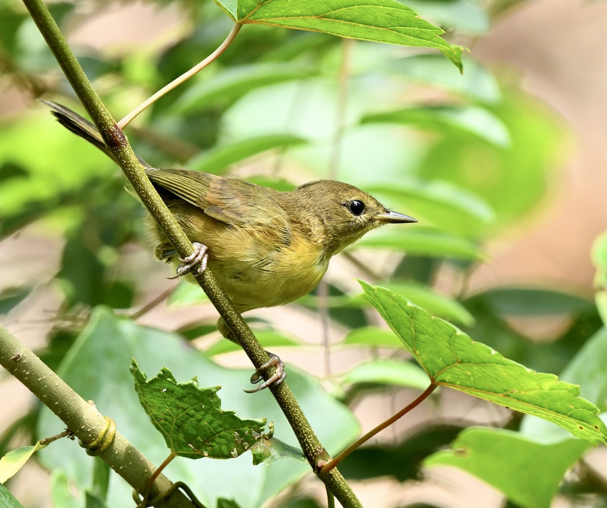 Common Yellowthroat - ML622146111