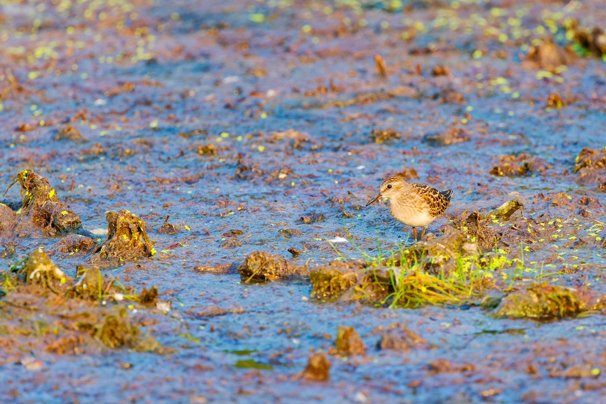 Semipalmated Sandpiper - ML622146112