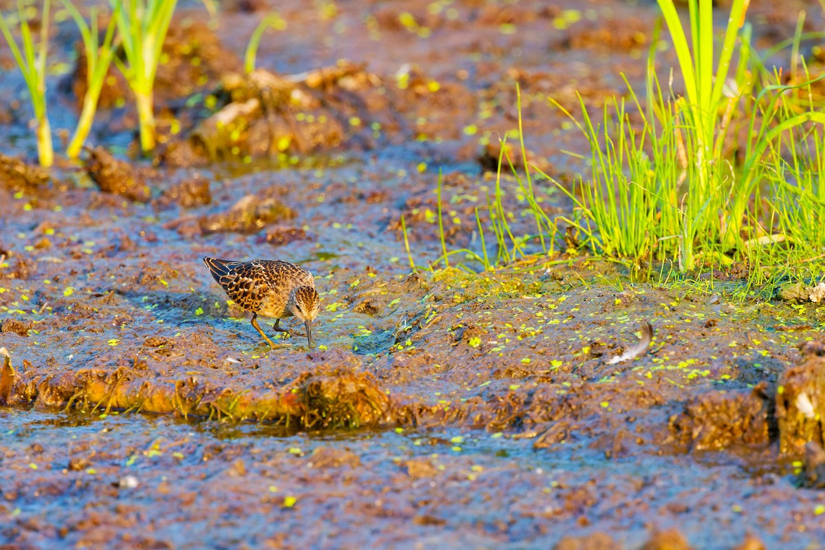 Semipalmated Sandpiper - ML622146113