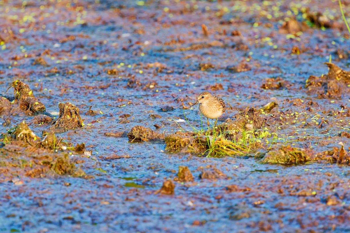 Semipalmated Sandpiper - ML622146114