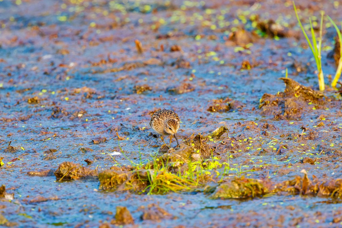 Semipalmated Sandpiper - ML622146115