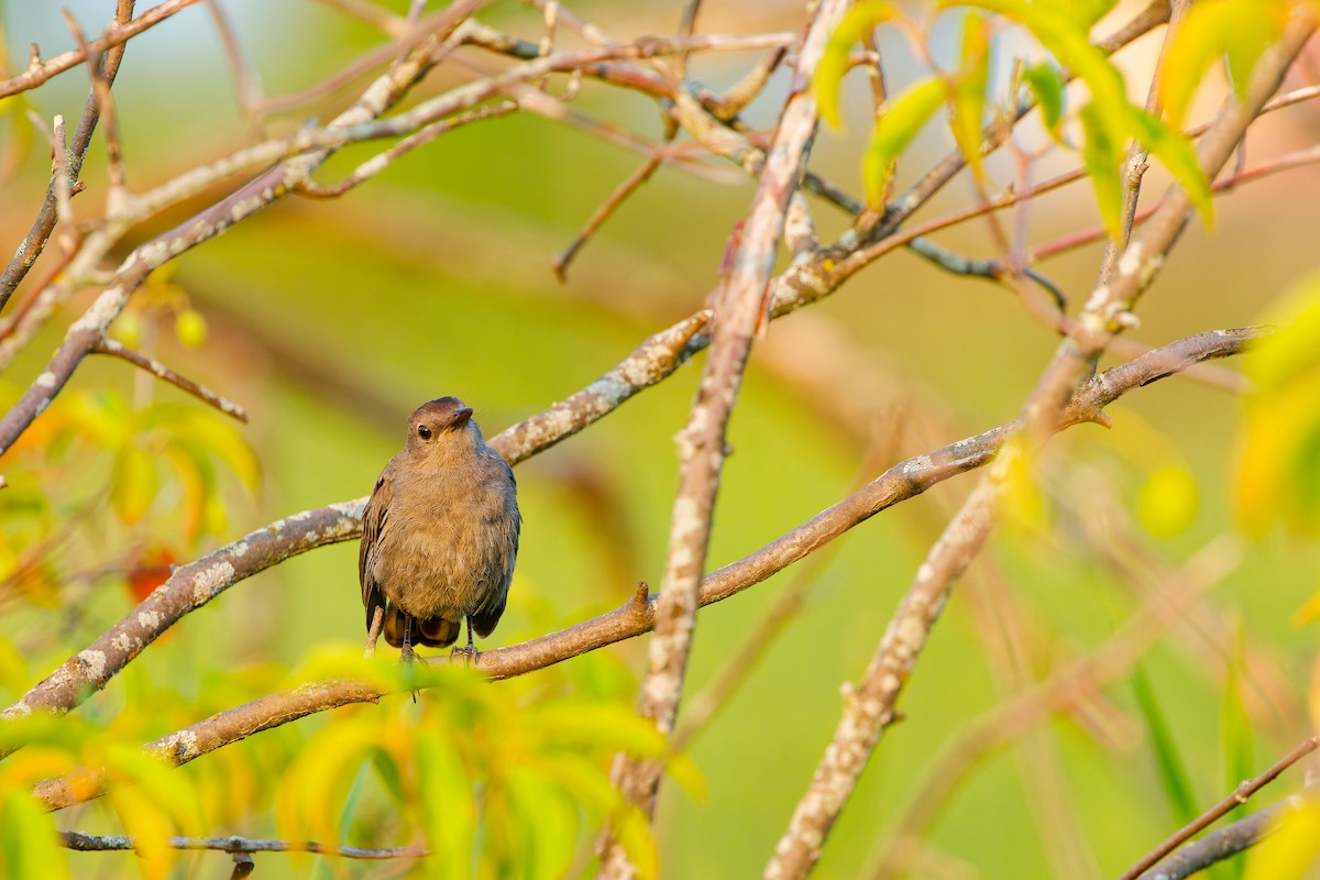 Gray Catbird - ML622146117