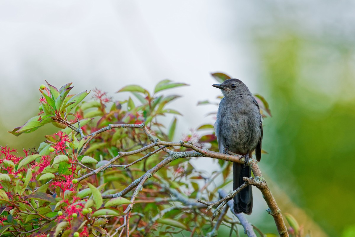 Gray Catbird - ML622146118