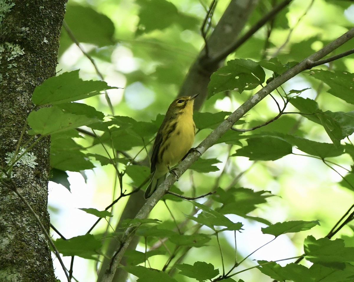 Prairie Warbler - ML622146121