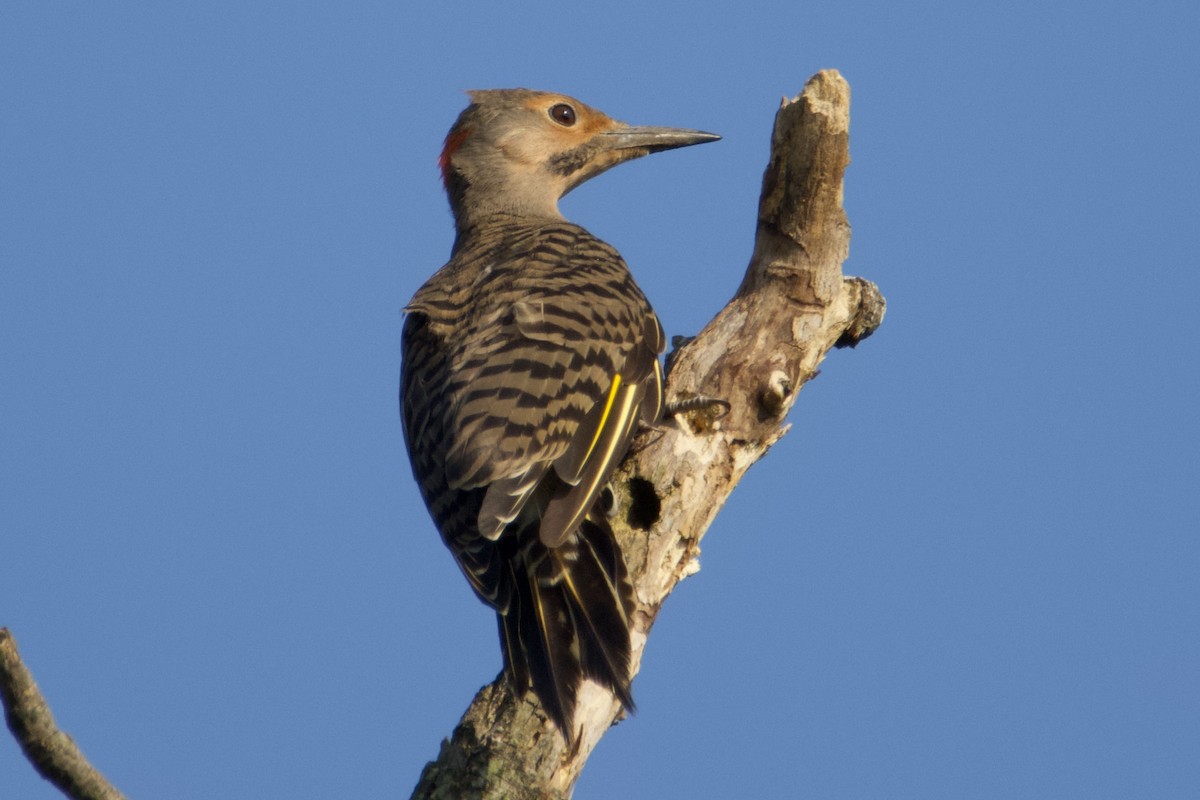 Northern Flicker - Timothy Casper