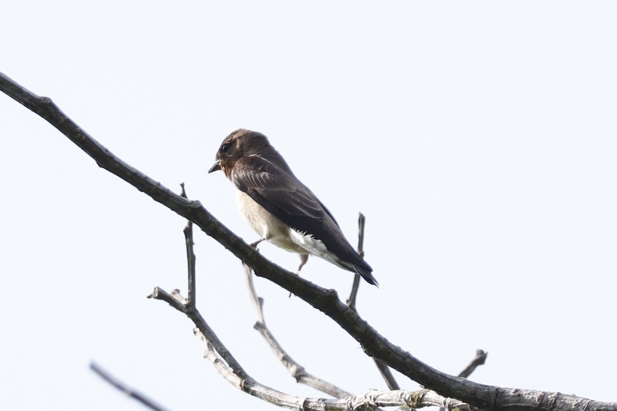 Southern Rough-winged Swallow - Mathieu Soetens