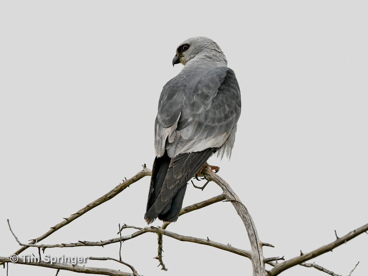 Mississippi Kite - ML622146125