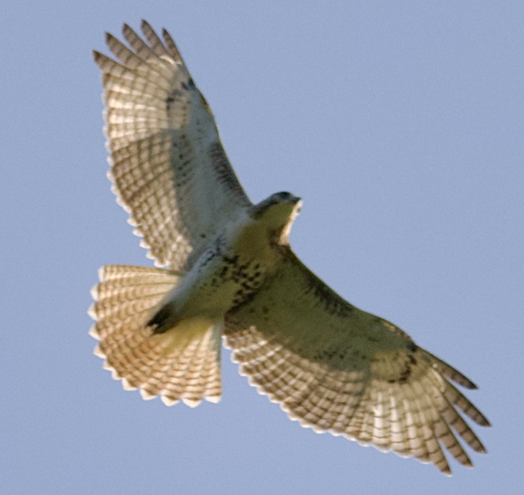 Red-tailed Hawk - ML622146127