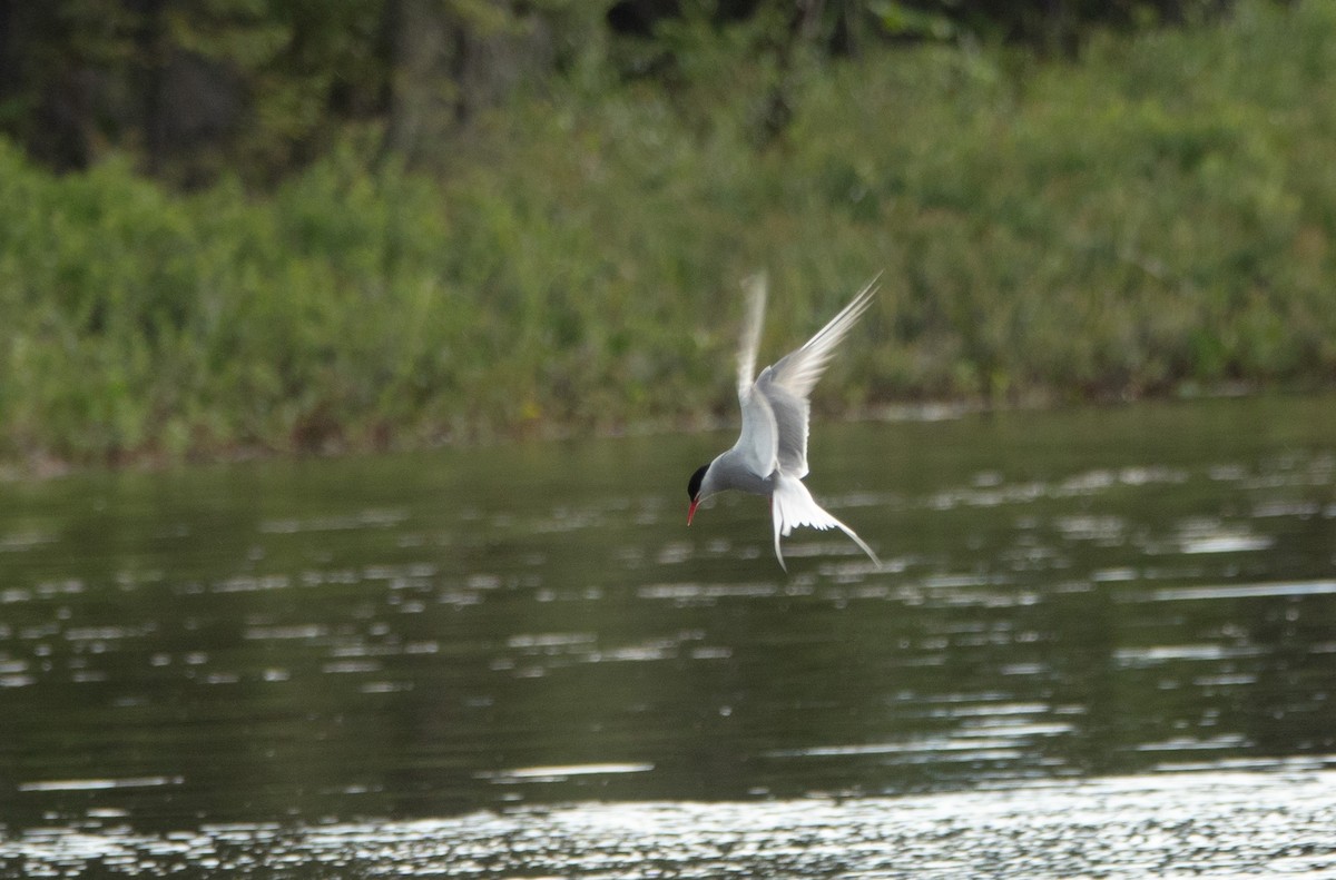 Arctic Tern - ML622146135