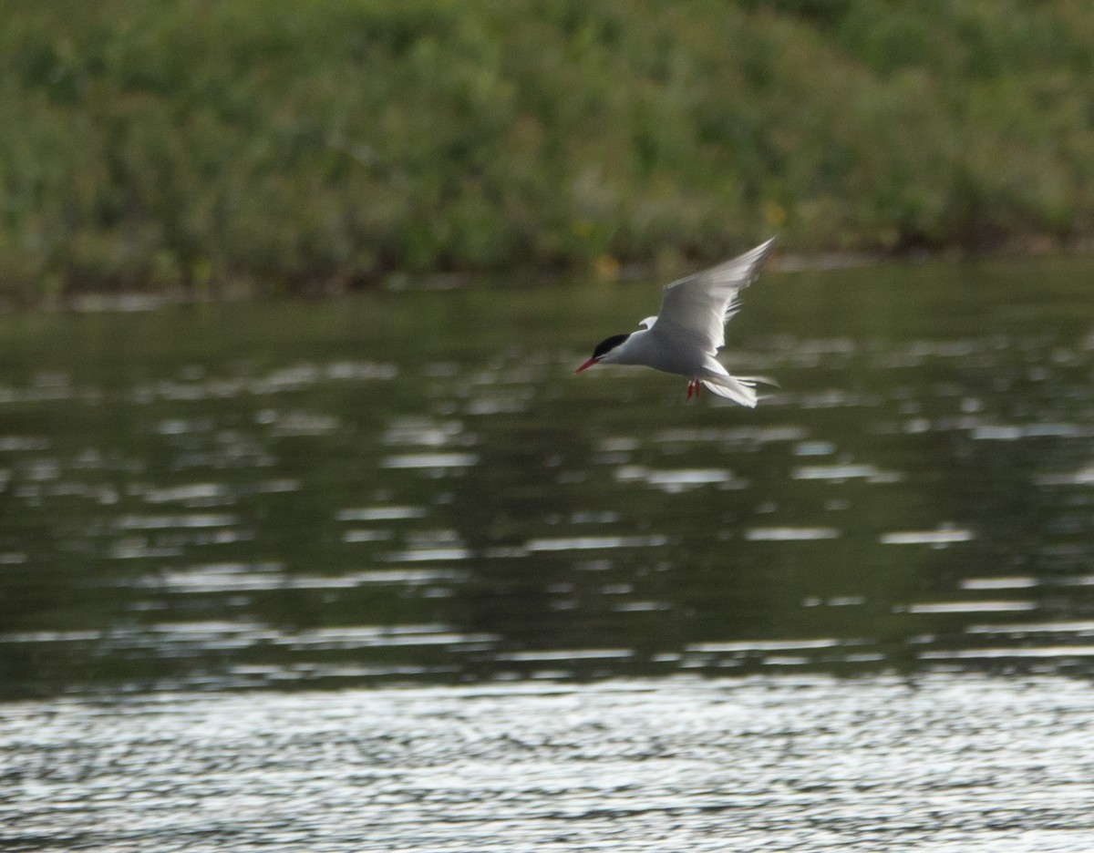 Arctic Tern - ML622146141