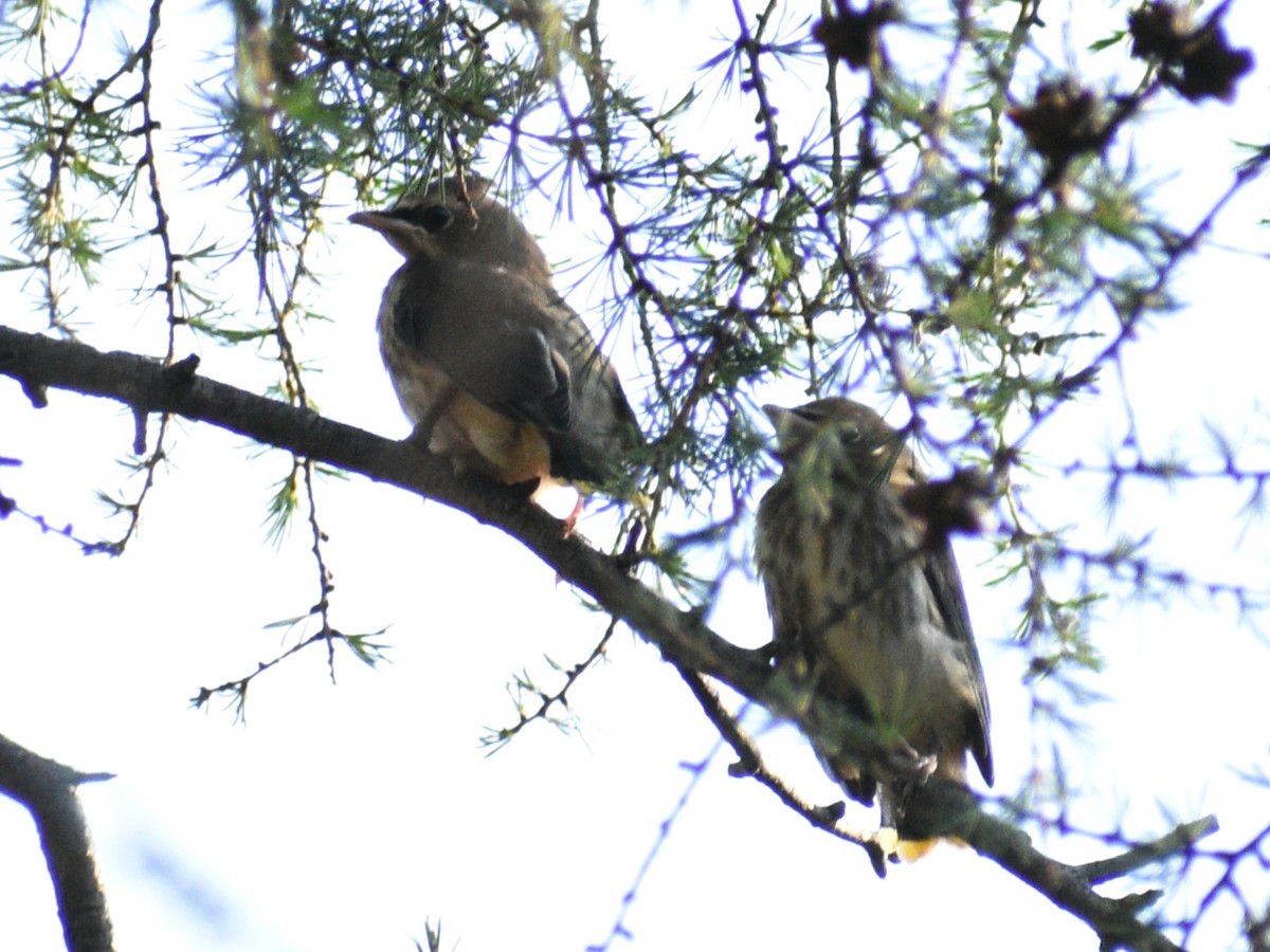 Cedar Waxwing - ML622146160