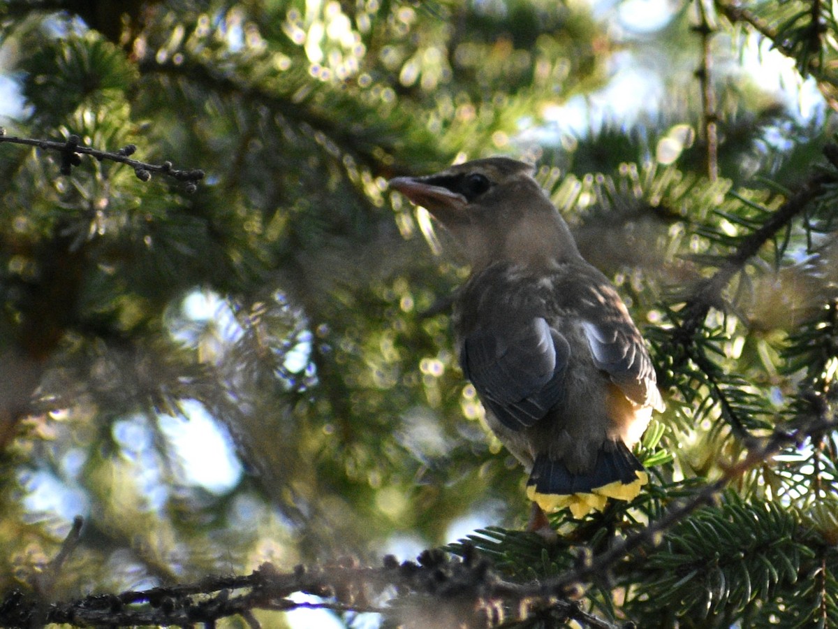 Cedar Waxwing - ML622146161