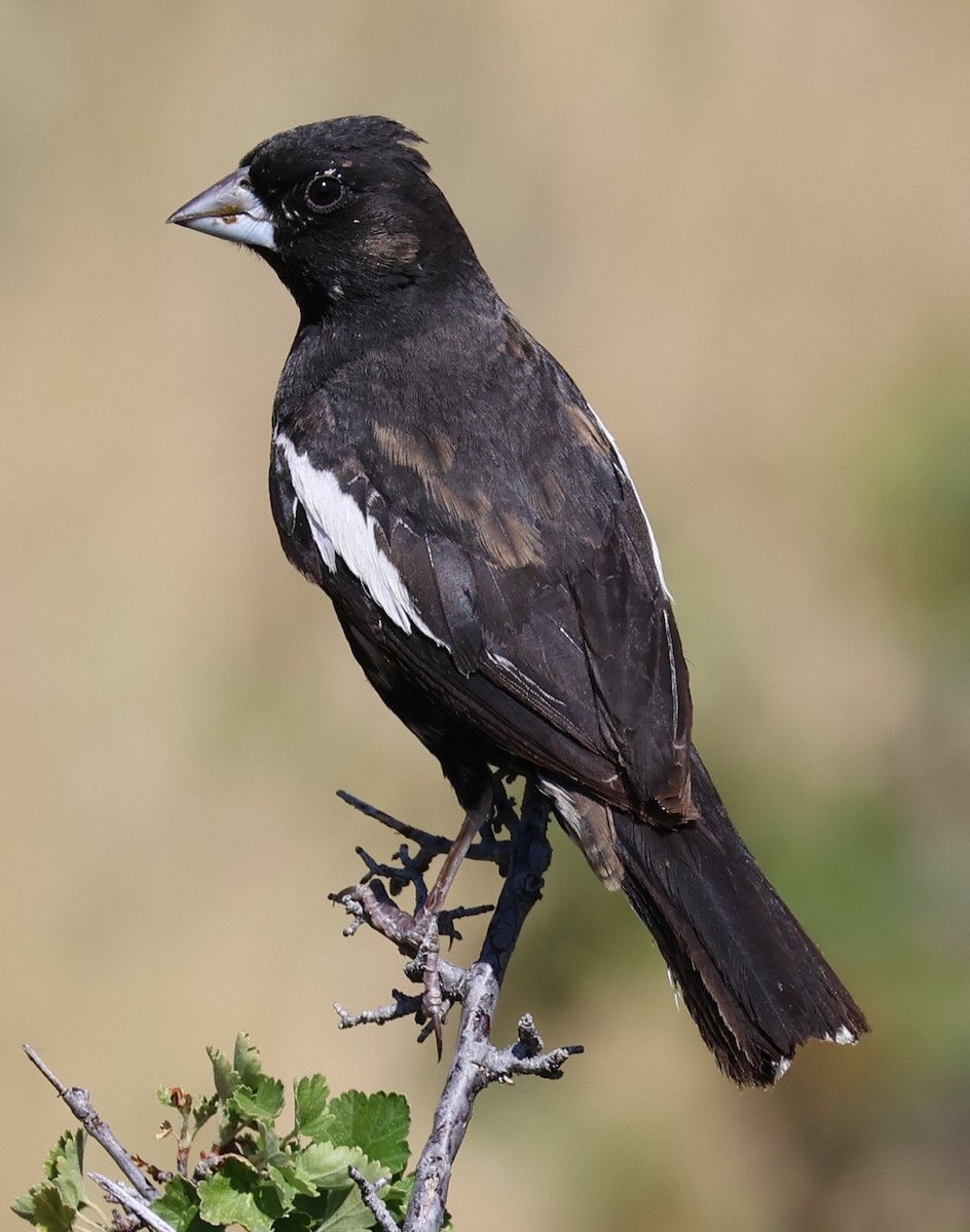 Lark Bunting - ML622146164
