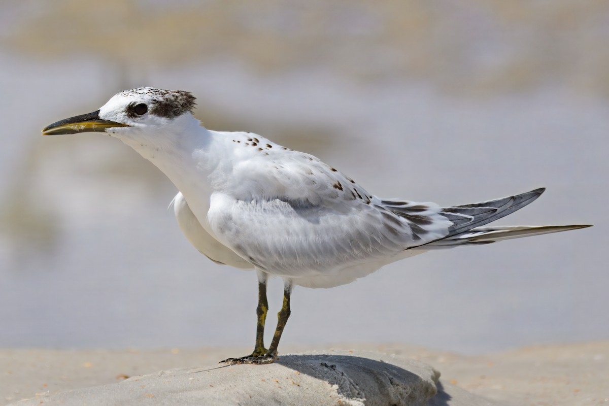 Sandwich Tern - Brett Bickel