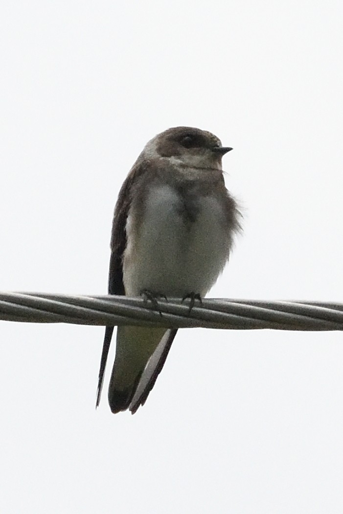 Bank Swallow - ML622146222