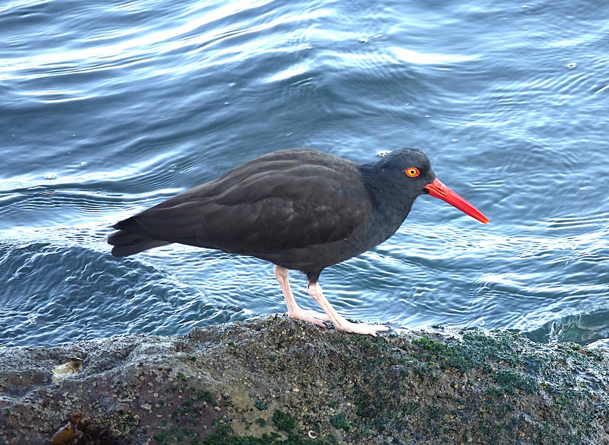 Black Oystercatcher - Edurne Ugarte