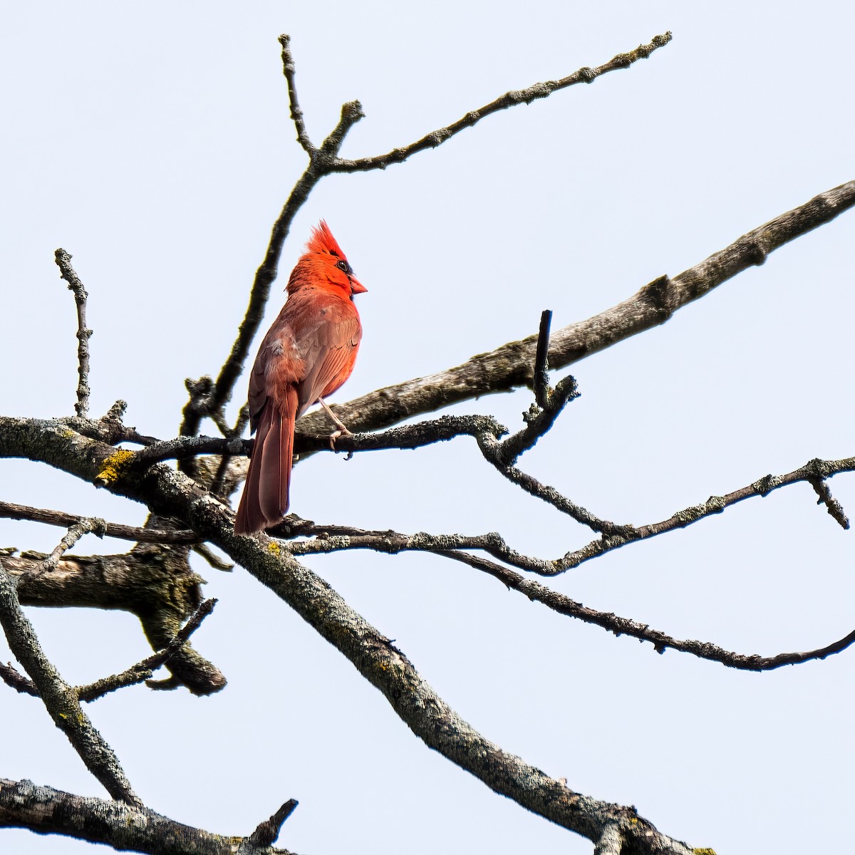 Northern Cardinal - ML622146234