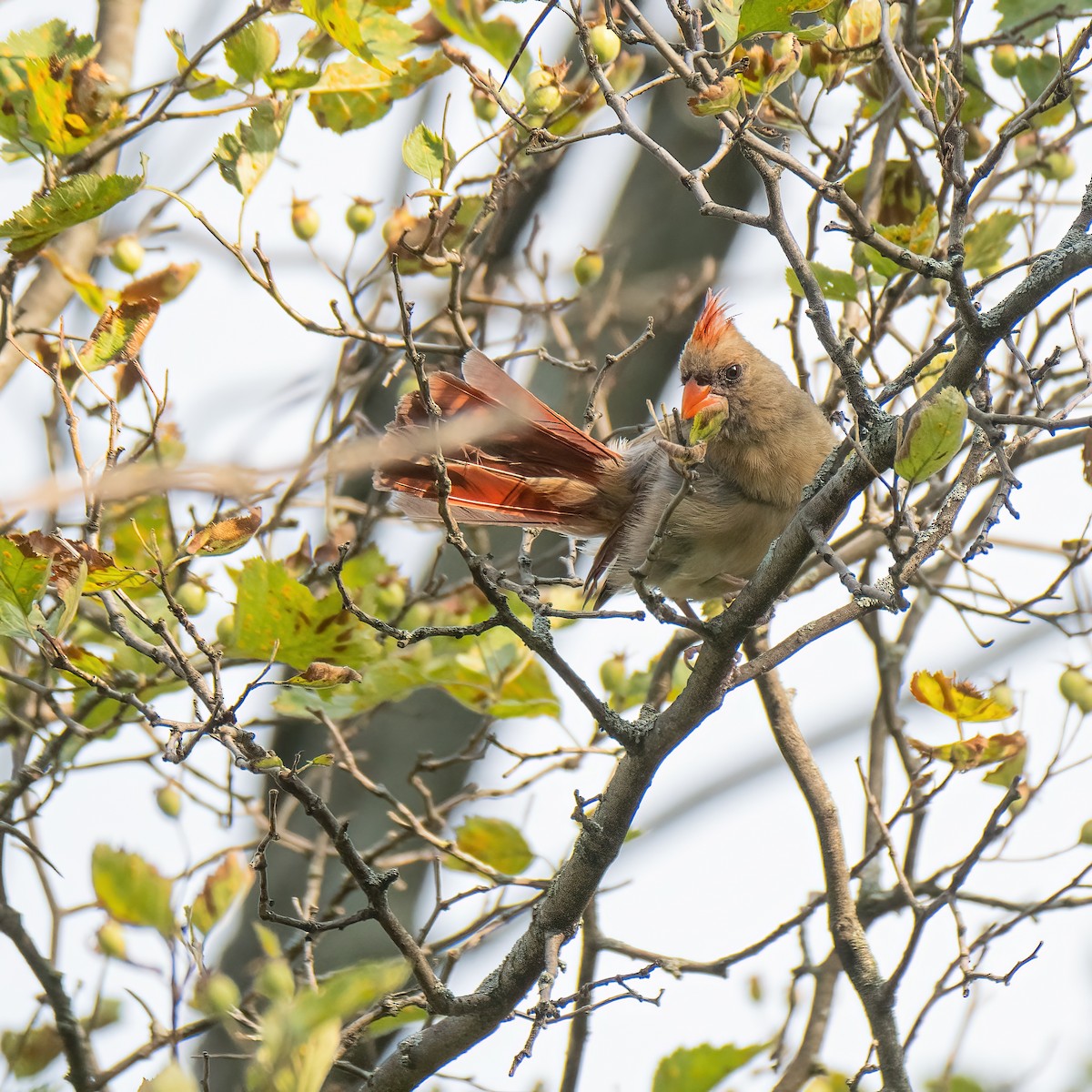 Northern Cardinal - ML622146235