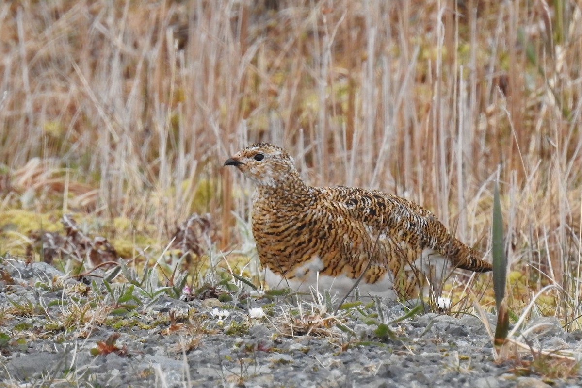 Rock Ptarmigan - ML622146237