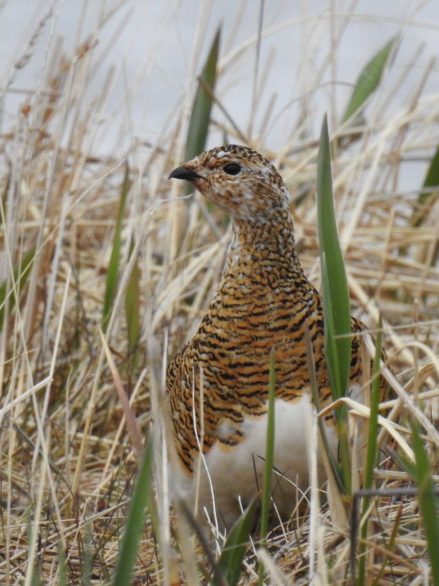 Rock Ptarmigan - ML622146238