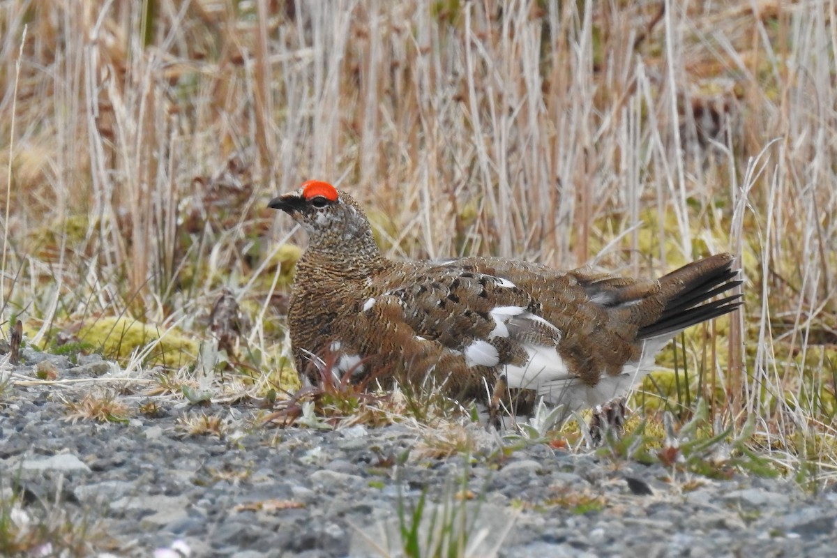 Rock Ptarmigan - Hannah Clipp