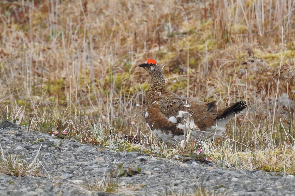 Rock Ptarmigan - ML622146240