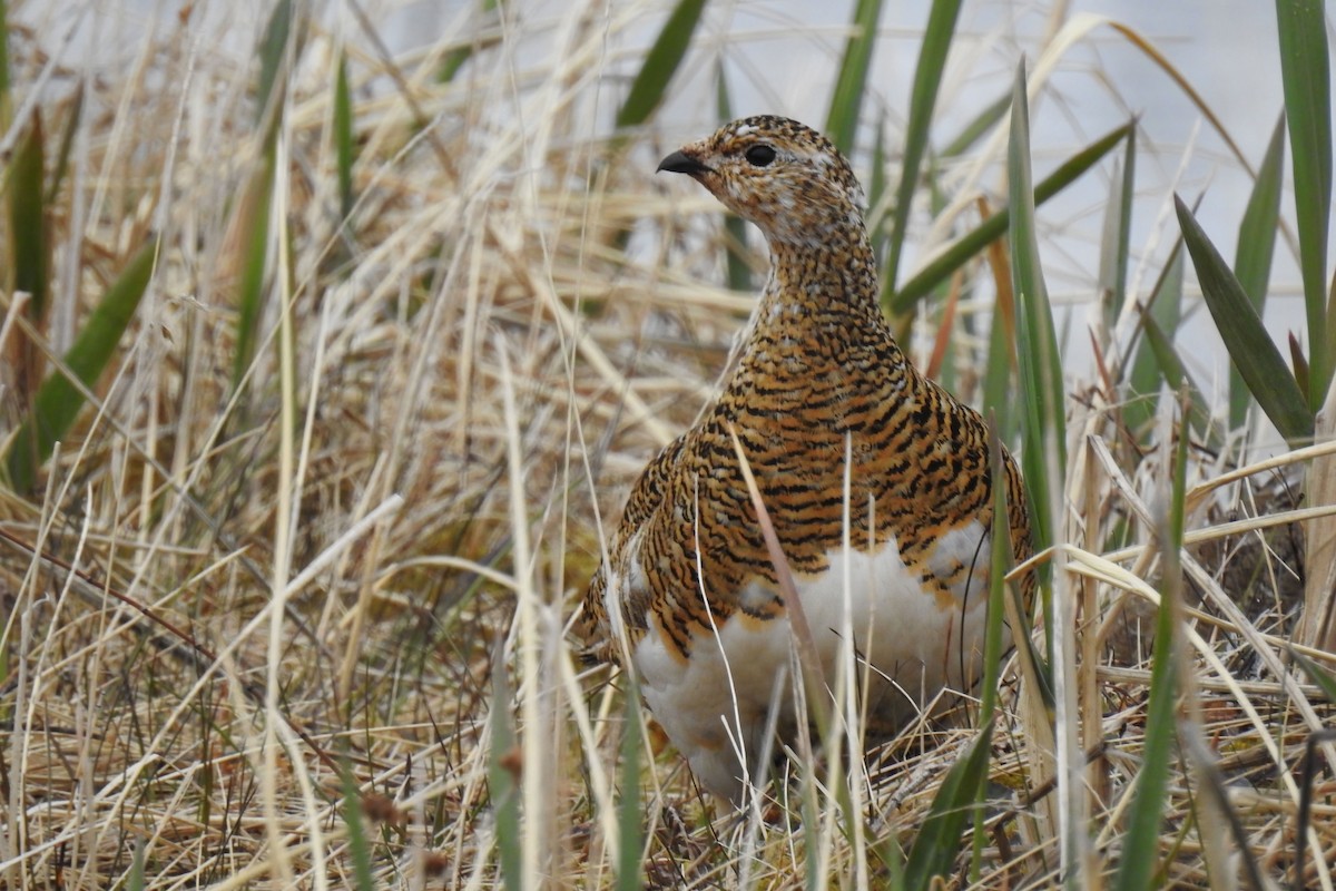 Rock Ptarmigan - ML622146241