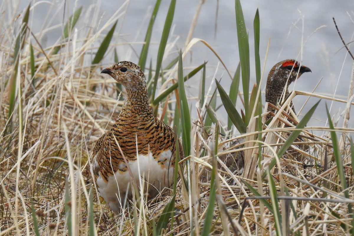 Rock Ptarmigan - ML622146242