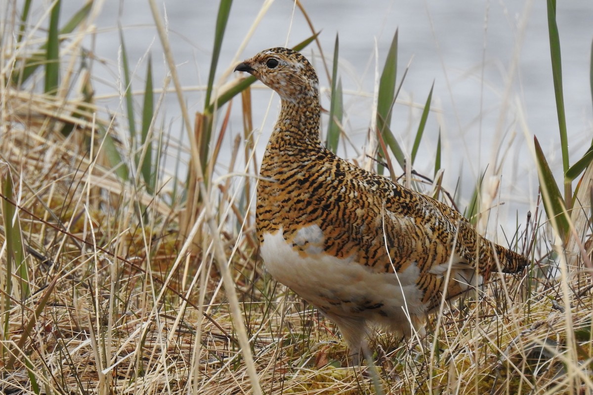 Rock Ptarmigan - Hannah Clipp