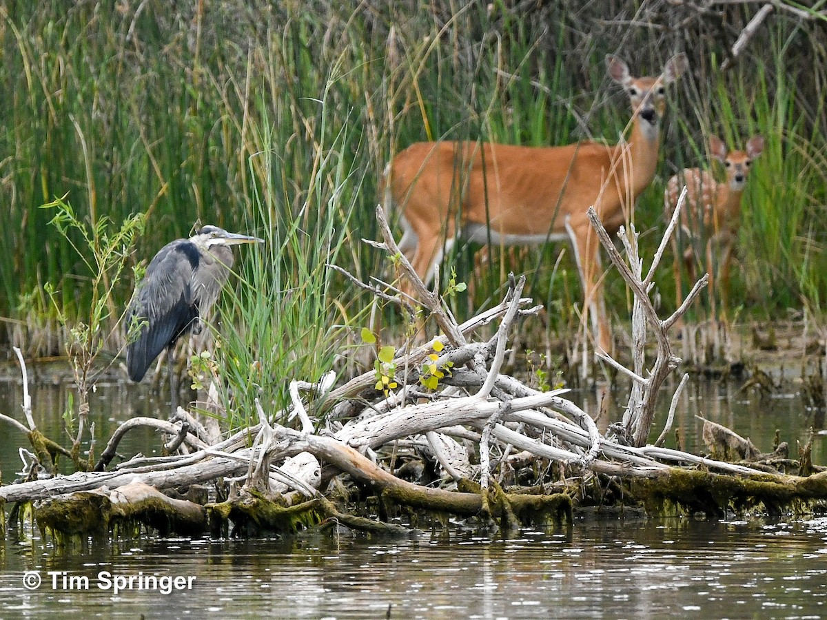 Great Blue Heron - ML622146246