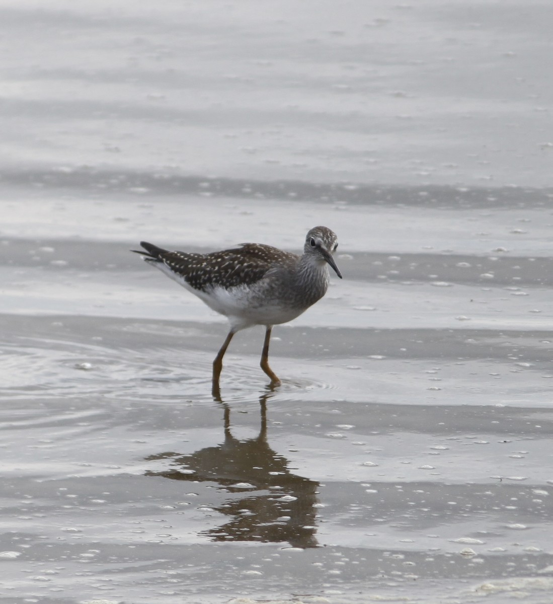 Lesser Yellowlegs - ML622146247